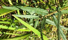 Helianthus floridanus