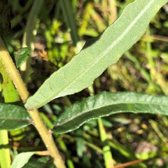 Helianthus floridanus