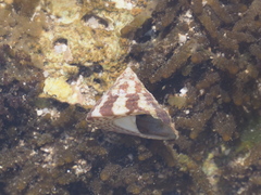 Trochus radiatus