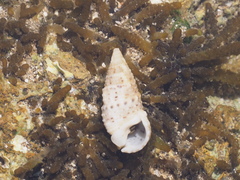 Rhinoclavis sinensis