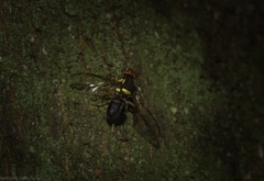 Bactrocera neohumeralis