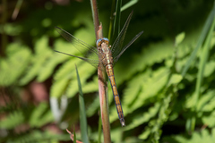 Orthetrum machadoi