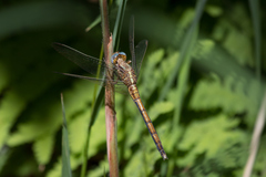 Orthetrum machadoi