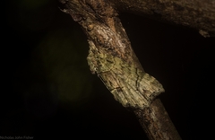 Tamba conscripta