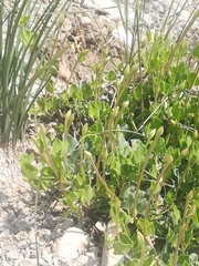 Acleisanthes