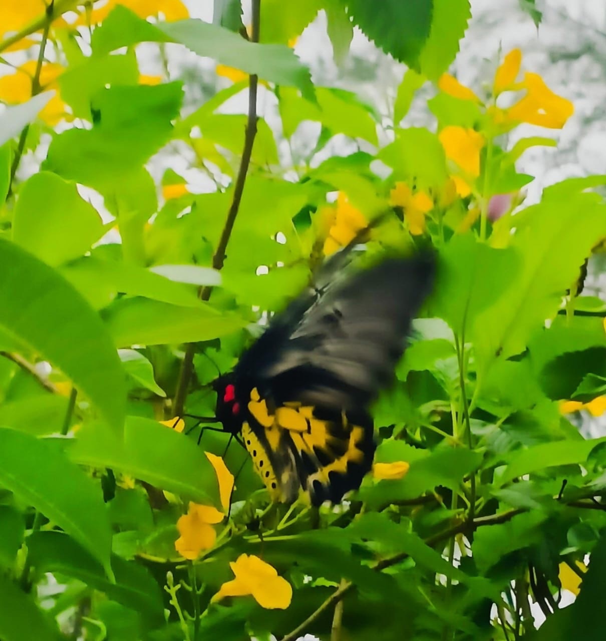 Sahyadri Birdwing