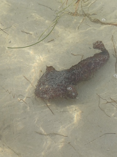 Reticulate toadfish (Sanopus reticulatus) — Batrachoididae — 3
