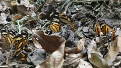 Hypothyris euclea laphria