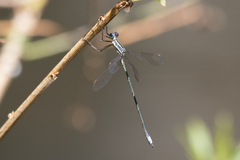 Lestes plagiatus