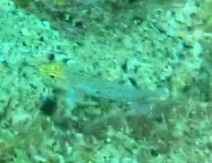 Gobius xanthocephalus
