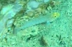Gobius xanthocephalus