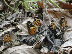 Hypothyris euclea laphria