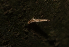 Pyroderces
