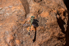 Paragomphus cognatus