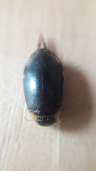Thermonectus