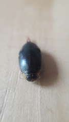 Thermonectus