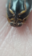 Thermonectus