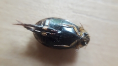 Thermonectus