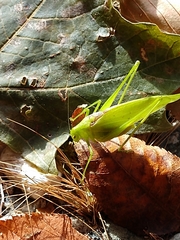 Amblycorypha rotundifolia