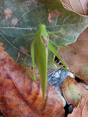 Amblycorypha rotundifolia