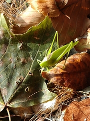 Amblycorypha rotundifolia