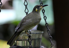 Meliphaga notata