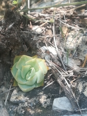 Echeveria simulans