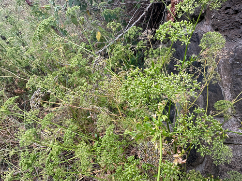 Petroselinum crispum observed 2025-07-19