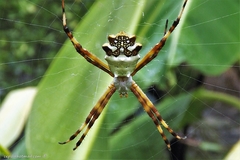 Argiope argentata