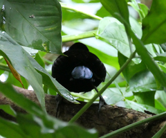Ptiloris victoriae