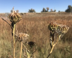 Helianthus nuttallii