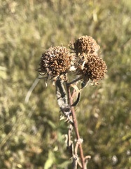 Helianthus nuttallii
