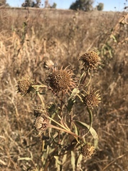 Helianthus nuttallii