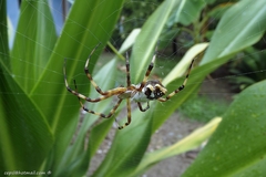 Argiope argentata