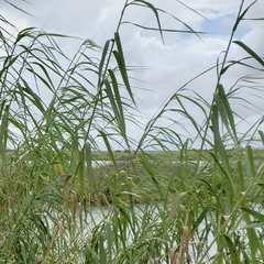 Arundo