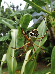 Argiope argentata