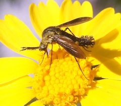 Lepidophora lepidocera