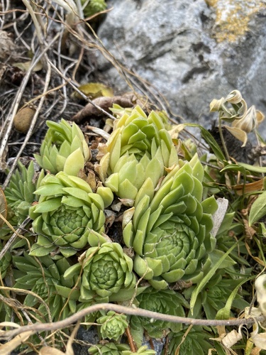 Sempervivum caucasicum, photograph 4