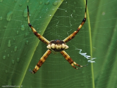 Argiope argentata