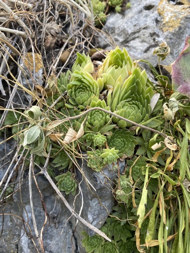 Sempervivum caucasicum, photograph 5