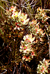 Leucadendron pubibracteolatum