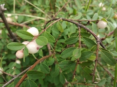 Symphoricarpos microphyllus