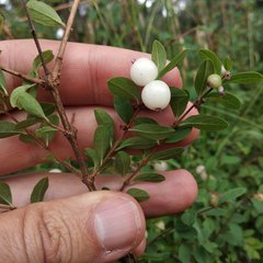 Symphoricarpos microphyllus