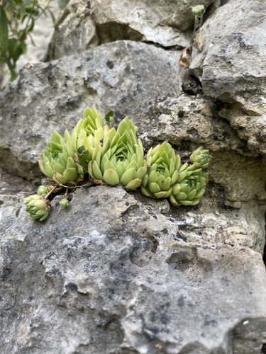Sempervivum caucasicum, photograph 2