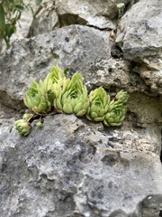 Sempervivum caucasicum, photograph (c) Екатерина Кравцова, some rights reserved (CC BY)