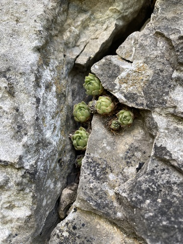 Sempervivum caucasicum, photograph 3