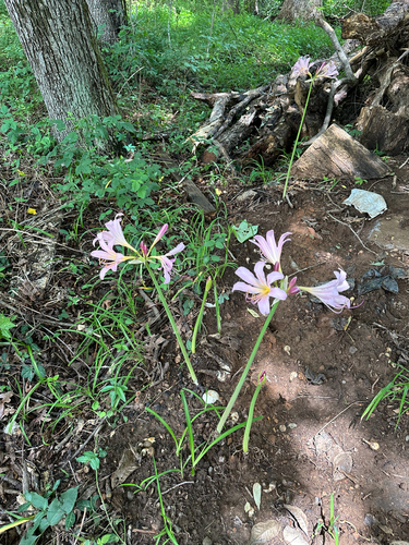 Lycoris squamigera