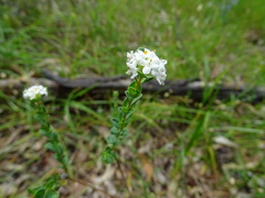 Pimelea flava dichotoma