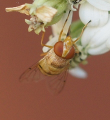 Copestylum sexmaculatum