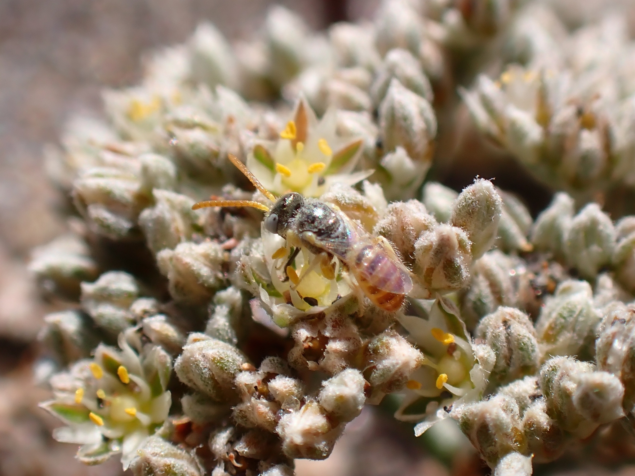 Nomioides deceptor
